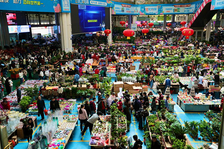 观云台 亚洲第一“花”开斗南